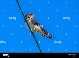 Attēlu rezultāti vaicājumam “Hirundo rustica juvenile”
