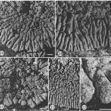 Attēlu rezultāti vaicājumam “Caloplaca scopularis”