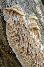 Attēlu rezultāti vaicājumam “Antrodia albida”