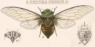 Image result for Fidicina pronoe