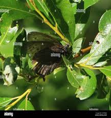 Attēlu rezultāti vaicājumam “Oeneis jutta”