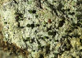 Attēlu rezultāti vaicājumam “Calicium adspersum”