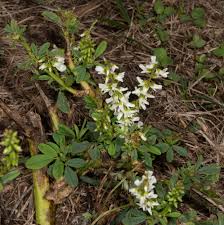 Attēlu rezultāti vaicājumam “Melilotus albus flower”