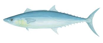 Image result for Scomberomorus cavalla