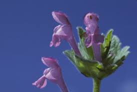 Attēlu rezultāti vaicājumam “Lamium amplexicaule flower”