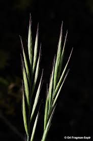 Attēlu rezultāti vaicājumam “Brachypodium sylvaticum”