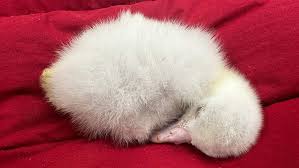 Image result for albatross dead chick
