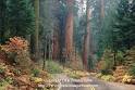 Forest Scenery Pictures Sequoia Tree Photos