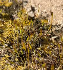 Attēlu rezultāti vaicājumam “Pleurocarpous mosses sporophyte”