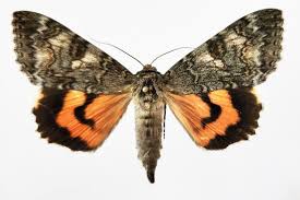 Attēlu rezultāti vaicājumam “Catocala nupta”