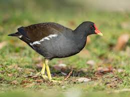Attēlu rezultāti vaicājumam “Gallinula chloropus adult”