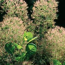 Attēlu rezultāti vaicājumam “Diderma cingulatum young”