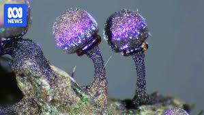 Attēlu rezultāti vaicājumam “Physarum flavicomum macro”