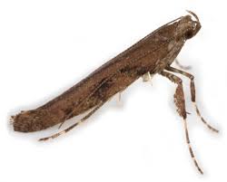 Attēlu rezultāti vaicājumam “Caloptilia stigmatella”