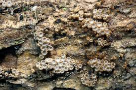 Attēlu rezultāti vaicājumam “Merismodes anomala”