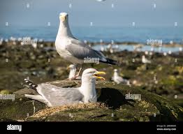Attēlu rezultāti vaicājumam “Larus argentatus nest”