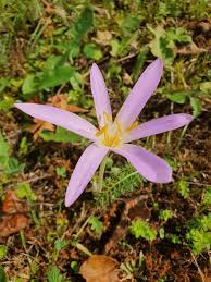 Attēlu rezultāti vaicājumam “Colchicaceae”