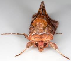 Attēlu rezultāti vaicājumam “Autographa pulchrina”