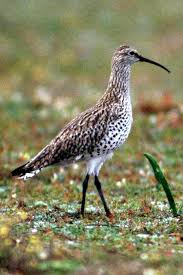 Image result for Numenius tenuirostris