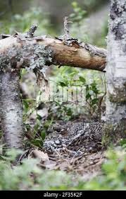 Attēlu rezultāti vaicājumam “Tetrastes bonasia eggs”