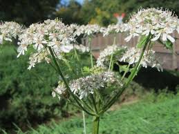 Image result for Heracleum sphondylium