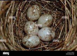 Attēlu rezultāti vaicājumam “Sylvia borin eggs”