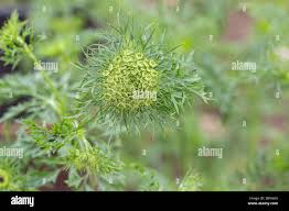 Attēlu rezultāti vaicājumam “Daucus sativus flower”