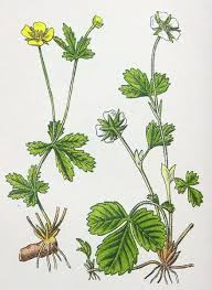 Image result for Potentilla tormentilla