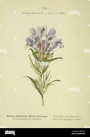 Attēlu rezultāti vaicājumam “Dracocephalum ruyschiana leaf”