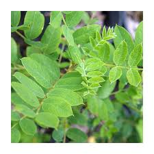 Attēlu rezultāti vaicājumam “Caragana arborescens leaf”