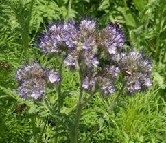 Attēlu rezultāti vaicājumam “Phacelia tanacetifolia leaf”