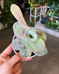 Attēlu rezultāti vaicājumam “Bryum funkii macro”