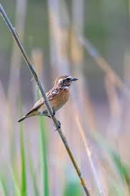 Attēlu rezultāti vaicājumam “Saxicola rubetra adult”