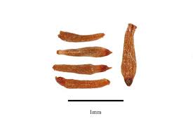 Attēlu rezultāti vaicājumam “Salix pentandra fruit”