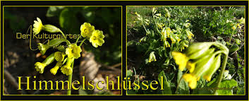 Image result for Himmelschlüssel