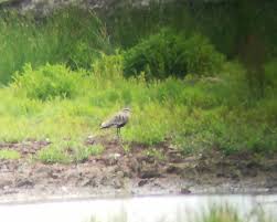 Image result for Vanellus gregarius