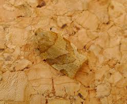 Attēlu rezultāti vaicājumam “Pandemis cinnamomeana”