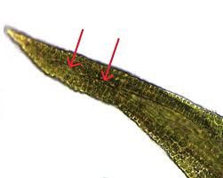 Attēlu rezultāti vaicājumam “Didymodon tophaceus sporophyte”