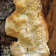 Attēlu rezultāti vaicājumam “Diplomitoporus flavescens”