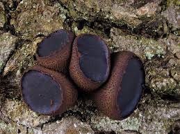 Attēlu rezultāti vaicājumam “Bulgaria inquinans”