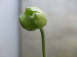 Attēlu rezultāti vaicājumam “Anemone nemorosa bud”