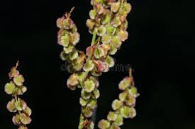 Attēlu rezultāti vaicājumam “Rumex acetosa fruit”