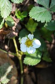 Attēlu rezultāti vaicājumam “Potentilla reptans flower”
