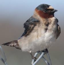 Image result for Petrochelidon pyrrhonota