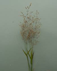 Attēlu rezultāti vaicājumam “Agrostis capillaris”