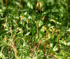 Attēlu rezultāti vaicājumam “Callicladium haldanianum”