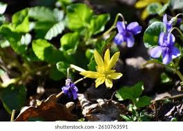 Attēlu rezultāti vaicājumam “Ficaria verna flower”