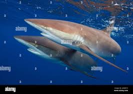 Image result for Carcharhinus falciformis