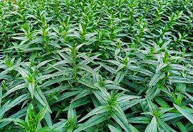 Attēlu rezultāti vaicājumam “Lythrum salicaria leaf”