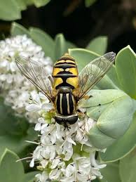 Attēlu rezultāti vaicājumam “Helophilus pendulus”